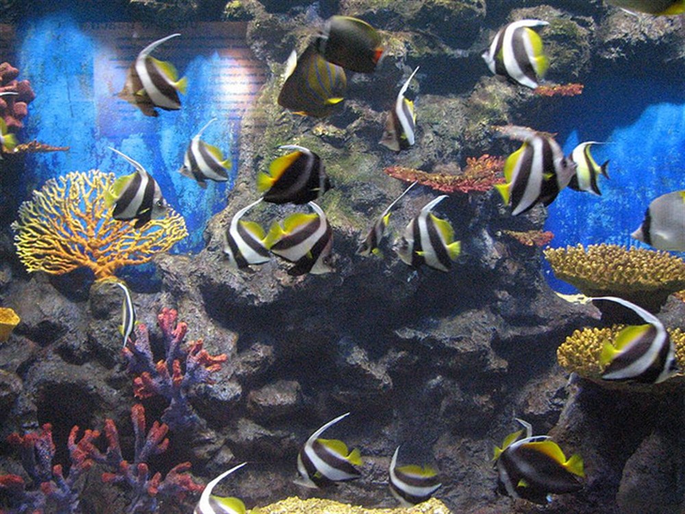 Phuket Aquarium